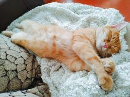 A fluffy cat is comfortably laying on its back atop a soft blanket, enjoying a moment of relaxation and tranquility, showcasing its fawncolored fur and long, elegant whiskers photo