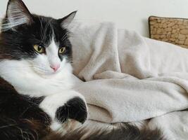 A beautiful black and white cat is peacefully laying on a soft and cozy blanket atop a comfortable bed, thoroughly enjoying its relaxing time in a warm, inviting, and pleasant environment photo