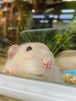 A detailed closeup shot of a small rat curiously peeking out of a window, showcasing its whiskers, fawn coloring, and distinct snout, surrounded by grass and other elements photo