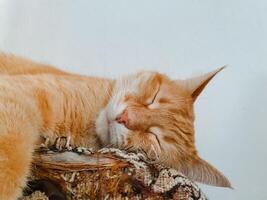 An orange and white cat is peacefully sleeping on a sturdy tree branch, enjoying the tranquil atmosphere high above the ground in the nature all around it, surrounded by leaves photo