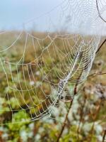 This breathtaking closeup image of a delicate spider web, beautifully adorned with tiny shimmering water droplets, creates a striking and evocative view of a captivating natural scene photo