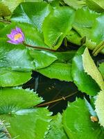 In a serene pond, a beautiful purple flower stands out, gracefully surrounded by vibrant green leaves, creating a stunning contrast that captivates the eye and delights the senses photo
