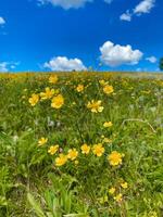 There exists a beautiful field filled with vibrant yellow flowers, contrasted by a clear blue sky visible in the background, creating a picturesque natural scene that enchants the viewer photo