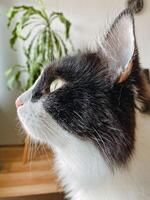 A detailed closeup shot of a black and white cat gazing upwards with curiosity and intrigue, showcasing its striking features and expressive eyes against a softly blurred background photo