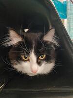 A charming black and white cat, boasting vibrant yellow eyes, is cozily nestled in a fashionable black bag, creating a truly amusing and delightful sight for all who happen to pass by photo