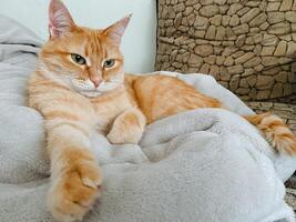 An orange cat is comfortably lounging on a fluffy white blanket, fully enjoying its relaxation in a cozy and warm spot, while soaking in the delightful comfort of its peaceful surroundings photo