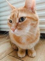 A Charming Ginger Cat is Relaxing Indoors, Showcasing Its Expressive Eyes and Soft, Luxurious Fur That Captivates Everyone Nearby photo