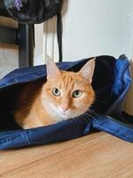 An orange cat is comfortably laying inside a soft, blue bag that is resting gently on the floor, creating a cozy and absolutely adorable scene that is hard to resist admiring and loving photo