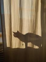 A shadow of a cat is cast on a window curtain photo