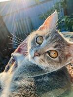 Here is a closeup image of a cat featuring striking yellow eyes that are intensely gazing directly at the camera, capturing a moment of curiosity and attention from this feline photo