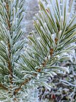 This image shows a closeup view of a pine tree branch that is beautifully covered in frost. The details highlight the natural beauty of the frozen environment surrounding it photo