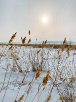 A vast field filled with tall grasses, now delicately blanketed in soft snow, as a beautiful sunset paints the sky with vibrant colors in the background, creating a stunning natural scene photo