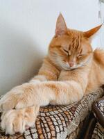 An orange cat is peacefully lounging on a soft, plush couch, its eyes gently closed, fully embracing a wonderfully relaxed moment within its cozy and comforting environment photo