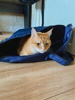 A cute cat is comfortably laying down inside a soft blue bag that is placed on the floor, enjoying its cozy space and surroundings, making it an adorable sight to behold photo