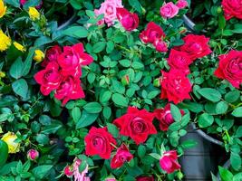 In a charming garden, a stunning bouquet of vibrant red and pink roses is thriving, enhancing the beauty of the landscape and drawing the admiring attention of those who stroll by photo