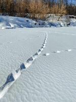 Footprints appear distinctly in the untouched snow on a bright, sunny day, creating a striking contrast with the vibrant clear blue sky and the peaceful winter landscape spread below photo