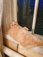 A fluffy cat peacefully enjoys a serene moment while lounging on a sunny windowsill, curiously gazing at the lively world outside, soaking in the delightful view of nature photo