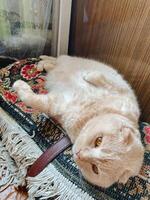 A cat is comfortably laying on its back on a soft, fluffy rug, fully enjoying its leisurely time in the warm, cozy surroundings of its home where it feels completely safe and relaxed photo