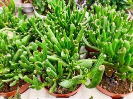 A stunning and varied collection showcasing numerous green plants beautifully arranged in decorative pots is currently set on a sturdy table, serving both display and decorative functions photo