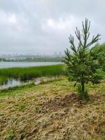 In a peaceful field adjacent to a beautiful lake, a small, resilient pine tree is steadily growing, symbolizing natures persistence and strength in a serene natural landscape photo
