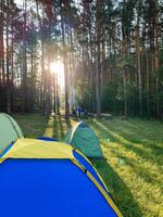 In the heart of a lush and vibrant forest, a collection of several tents can be found comfortably nestled among the trees and greenery, creating a natural campsite for outdoor enthusiasts photo