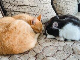 Two fluffy cats are peacefully sleeping side by side on a cozy couch, enjoying the warmth and tranquility of their shared rest, showcasing true comfort and companionship photo