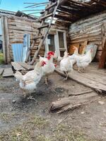 In front of a charming, rustic building, a group of lovely white chickens stands elegantly, framed by lush green grass, creating an idyllic countryside scene that is quite picturesque photo