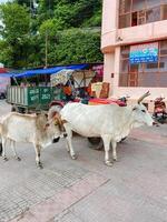 In the midst of a bustling urban environment, a couple of cows are peacefully standing on a sidewalk, just in front of a building, seemingly unaware of their unusual surroundings photo