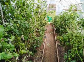 In a vibrant and lush greenhouse, there are thriving tomato plants all around, complemented by a wellmaintained pathway for easy access and care photo
