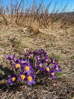 A beautiful bunch of vibrant purple flowers, each one adorned with bright yellow centers, is flourishing and growing wonderfully in the rich, dark, healthy dirt of the earth below photo