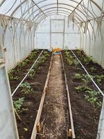 Inside a greenhouse, there is a diverse collection of various plants thriving alongside rich soil, creating a vibrant and lively environment for growth and cultivation of greenery photo