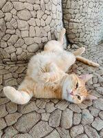 A cat is comfortably laying on its back on a soft couch, looking quite relaxed and content while enjoying its cozy surroundings and taking in the peaceful atmosphere around it photo