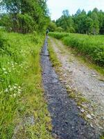 A person is leisurely walking down a winding dirt road that is surrounded on both sides by lush grass and tall trees, creating a serene natural environment all around them photo