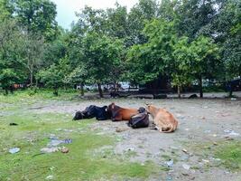 In a picturesque field, a large herd of cows is peacefully laying on the ground, basking in the sun and surrounded by lush greenery and vibrant natural landscapes of grass and soil photo