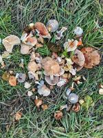 A large cluster of various mushrooms is blossoming in the lush green grass, creating a vibrant display of natures beauty amidst the terrestrial plants that surround them photo