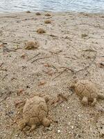 A group of sand turtles is observed on a sandy beach that is located near the gentle waves of the water, basking in the sun and enjoying their natural habitat by the shore photo