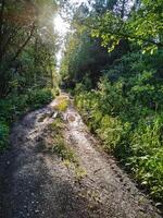 A secluded, unpaved dirt road that winds its way through the heart of a vibrant and lush forest, where the warm sun shines brightly and filters gently through the dense, green foliage above photo