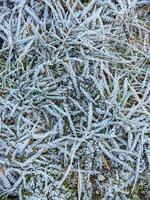 A close up of a field of grass covered in frost photo