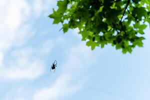 A beautiful spider gracefully dangles from a tree branch amidst a tranquil sky of blue, adorned with soft white clouds drifting peacefully, forming a serene and picturesque scene in nature photo