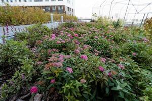 A beautiful and vibrant bunch of bright pink flowers is blossoming and flourishing healthily in a wellmaintained greenhouse that provides an ideal environment for their optimal development photo