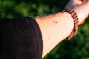 A closeup view of an arm showcasing a tiny insect resting on the skin in a beautiful natural setting photo