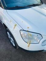 A whitecolored vehicle that has noticeable yellow stains on its hood surface, suggesting it may have been parked in an area with substances that caused the discoloration photo