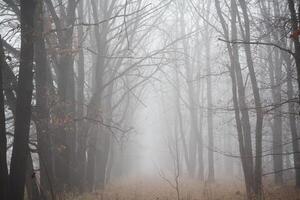 Atmospheric phenomenon in a foggy forest with trees and grass on a rainy day photo