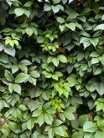 A detailed view of a bush with lush foliage and vibrant green leaves, highlighting its natural beauty and abundance. The plant serves as a groundcover and features patterns in its leaves photo