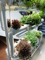 A vibrant and colorful row of flourishing plants thriving in a hydroponic system beautifully showcases innovative modern gardening techniques that do not rely on traditional soil for growth photo