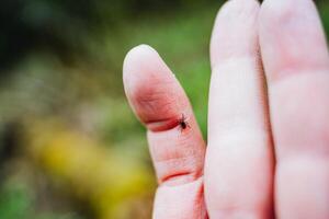 A small tick crawls on a person's hand, a dangerous insect, a carrier of the disease encephalitis, a tick has bitten into a finger. photo