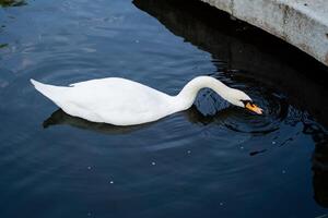 In a beautiful and serene body of water, a graceful white swan is gliding elegantly, showcasing its stunning feathers as it moves smoothly through the reflective surface of the liquid photo
