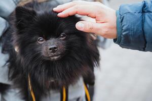 A kind individual is gently petting a small, adorable black dog that is securely on a leash, showing affection and care for their furry companion, making it a delightful scene photo