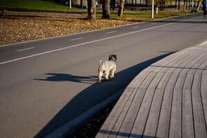 A small dog is walking leisurely along the side of a road, enjoying the sights and sounds around it, exploring its surroundings, and feeling the warmth of the asphalt beneath its paws photo