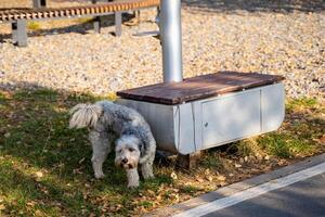 A small dog is standing next to a wooden bench that is situated on the side of the busy road, creating a cute and picturesque scene that captures the essence of everyday life photo